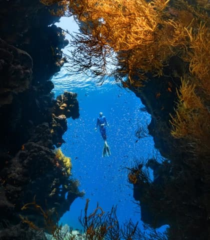 Pristine coral reef teeming with marine life in the crystal-clear waters of Saudi Arabia's Red Sea coastline